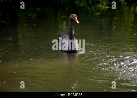 Black Swan nuotare nel laghetto di Prospect Park Zoo, Brooklyn, NY Foto Stock