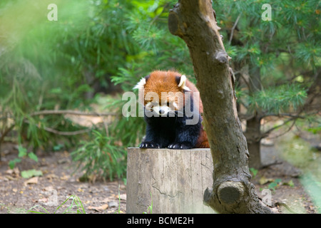 Panda rosso a Prospect Park Zoo, Brooklyn, NY 2008 Foto Stock