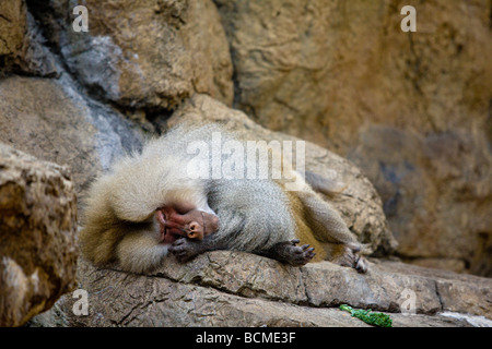 Annoiato babbuini in Prospect Park Zoo, Brooklyn, NY 2008 Foto Stock