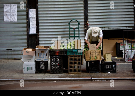 L uomo lo smistamento di ortaggi o di legumi della sua vendita stand in Chinatown, Manhattan, NY, STATI UNITI D'AMERICA 2008 Foto Stock