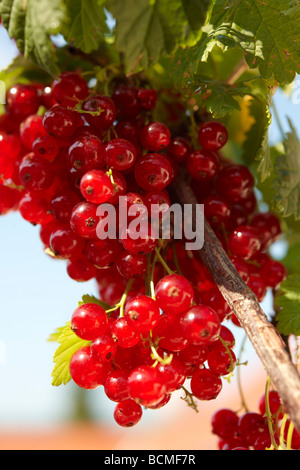 Ribes rosso fresco su un Ribes rosso bush Foto Stock