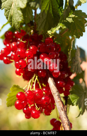 Ribes rosso fresco su un Ribes rosso bush Foto Stock