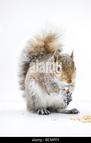 Scoiattolo grigio di mangiare un dado su sfondo bianco. Piccoli pezzi di dadi lo circondano. Foto Stock