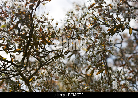 Juneberry o fiori Serviceberry Amelanchier lamarckii originaria del Nord America ma è stato naturalizzato in Europa Foto Stock