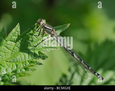 Comune Damselfly blu Enallagma cyathigerum femmina Foto Stock