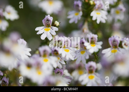 Eyebright euphrasia officinalis flower Levin giù Riserva Naturale SUSSEX REGNO UNITO Foto Stock