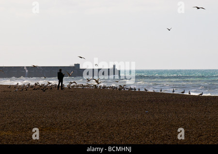 Un uomo alimentazione di gabbiani sulla spiaggia di ciottoli a Brighton in Sussex. Foto di Gordon Scammell Foto Stock