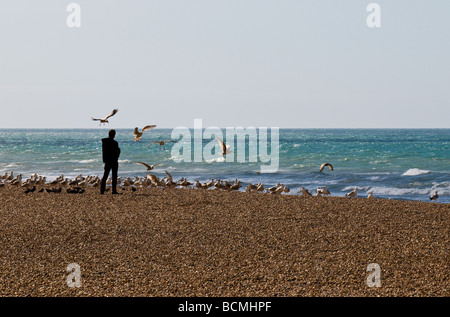 Un uomo di alimentazione di un gregge di gabbiani sulla spiaggia di ciottoli a Brighton in Sussex. Foto di Gordon Scammell Foto Stock