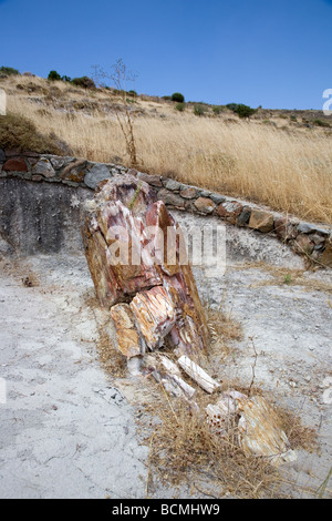 Trunk pietrificato in Lesbo, Grecia Foto Stock