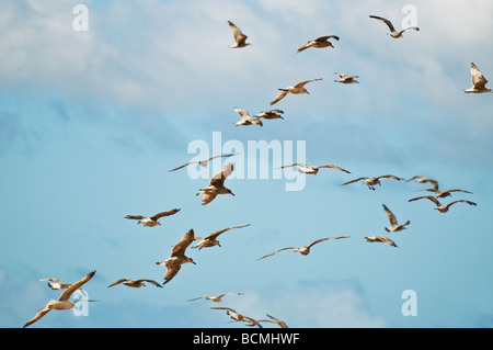 A Flock of Seagulls contro un cielo blu. Foto di Gordon Scammell Foto Stock