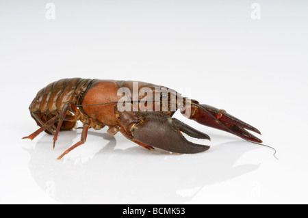 Foto di stock di un gambero contro un bianco di sfondo refelctive Foto Stock