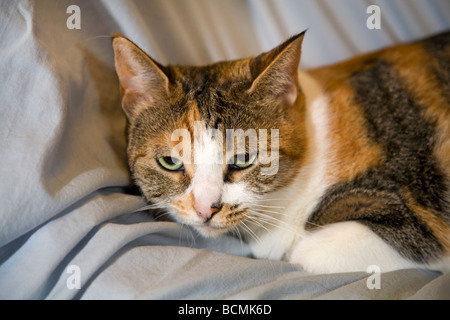 Un comune dal pelo corto beige bianco e nero gatto di casa con gli occhi verdi Foto Stock