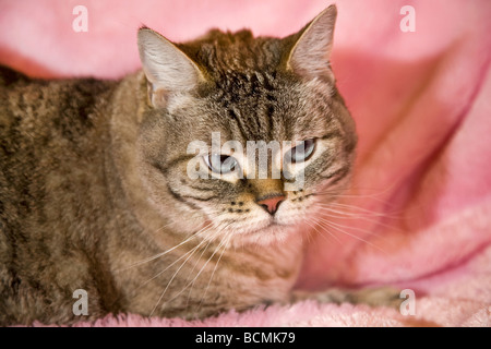 Un comune dal pelo corto gatto di casa essendo giacente mezzo addormentato sul divano o letto matrimoniale Foto Stock