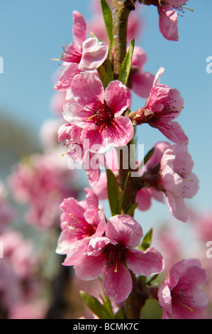 Albero di albicocche blossoms. Foto Stock