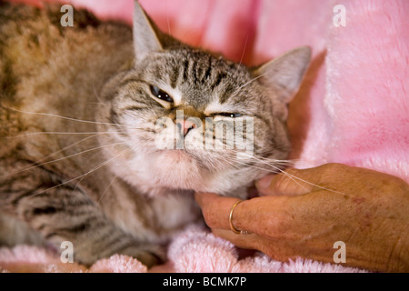 Un comune dal pelo corto gatto di casa di essere graffiato e petted da una persona anziana Foto Stock