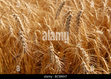 Il grano in un campo Foto Stock