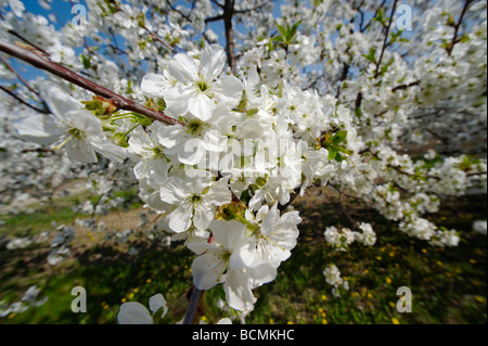 Fiore di Ciliegio in Orchard Foto Stock