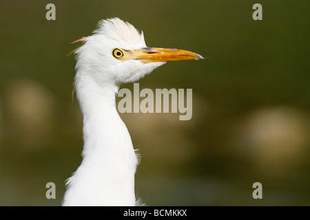 In prossimità della testa di un airone guardabuoi Bubulcus ibis Foto Stock