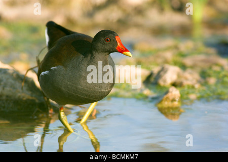 Common Moorhen Gallinula chloropus Foto Stock