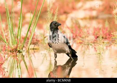 Israele pianure costiere cornacchia mantellata Corvus cornix Foto Stock