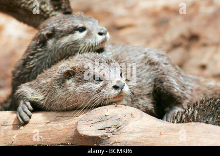 Oriental piccola artigliato Otter Aonyx cinerea noto anche come piccola asiatica artigliato Otter Foto Stock