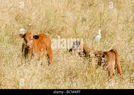 Israele Golan il pascolo di bestiame Foto Stock