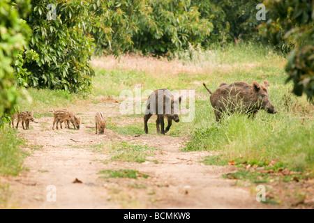 Una famiglia di cinghiale Sus scrofa Foto Stock