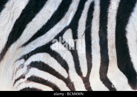 Extreme Closeup del lato di una zebra Foto Stock