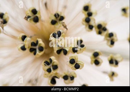 Allium semi nel loro essiccato fino sementi pods Foto Stock