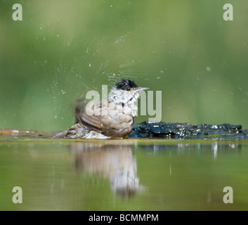 Capinera Sylvia atricapilla Ungheria maschio Foto Stock