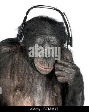 Monkey, razza mista tra scimpanzé e Bonobo, 20 anni, ascoltando la musica sulle cuffie davanti a uno sfondo bianco Foto Stock