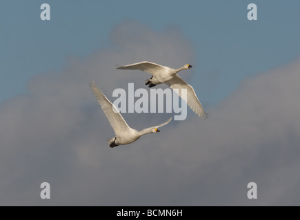 Due Bewick's cigni (cygnus columbianus) in volo a Slimbridge, REGNO UNITO Foto Stock
