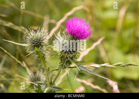 Un viola fiori di cardo in Scozia. Questo è il Bull thistle (Cirsium vulgare). Foto Stock