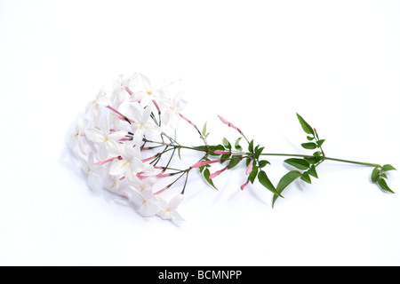 Rosa fiori di gelsomino su sfondo bianco Foto Stock