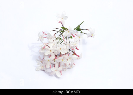 Rosa fiori di gelsomino su sfondo bianco Foto Stock