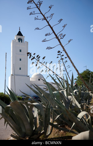 Una moschea di Sidi Bou Said, Tunisia si alza, aloe in primo piano. Foto Stock