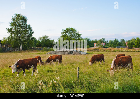 Vacche su pascolo naturalmente su erba rurale campo nei pressi di una fattoria nella campagna di un sobborgo di Stoccolma in Svezia Foto Stock