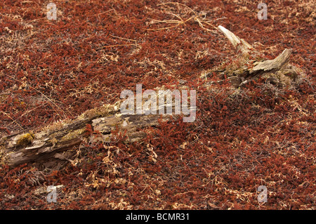 Licheni della tundra in Alaska consuma un vecchio pezzo di DRIFTWOOD vicino al mare di Bering Foto Stock