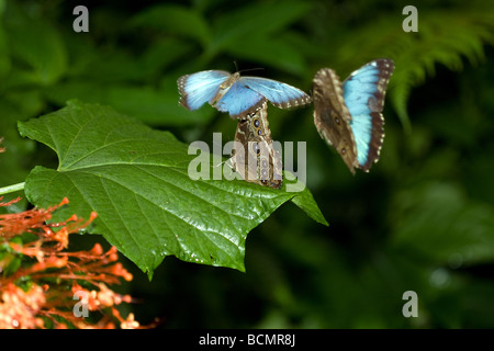 Blue morpho farfalle al flutter intorno e cercare punti di sbarco entro il forrest. Foto Stock