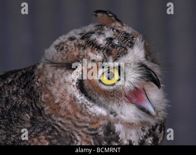 Rock gufo reale (Bubo bengalensis) Foto Stock