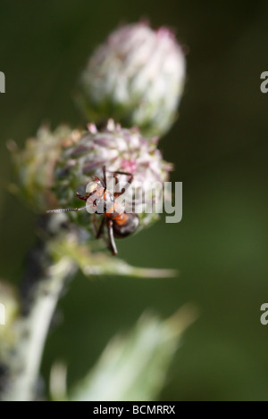 Horse ant, difendendo gli afidi Foto Stock