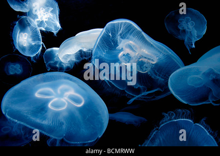 Meduse della luna Foto Stock