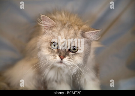 Ritratto di un comune dai capelli lunghi gatto di casa Foto Stock