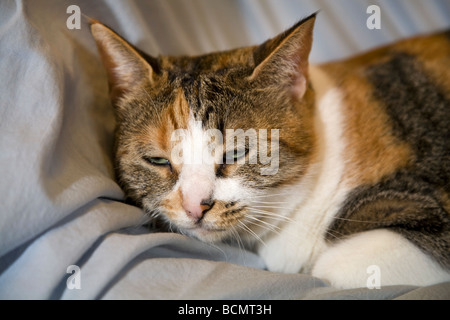 Un comune dal pelo corto beige bianco e nero gatto di casa con gli occhi verdi Foto Stock