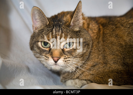 Un comune dal pelo corto gatto di casa essendo giacente mezzo addormentato sul divano o letto matrimoniale Foto Stock