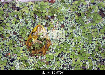 Frog floating in zone umide della Louisiana Swamp Foto Stock