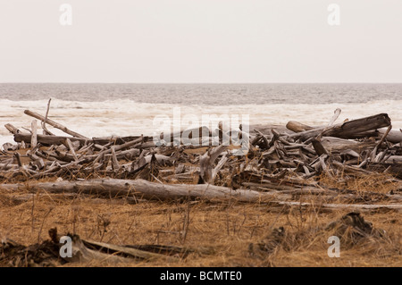 DRIFTWOOD lavato fino sulla riva dal mare di Bering Foto Stock