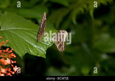 Blue morpho farfalle al flutter intorno e cercare punti di sbarco entro il forrest. Foto Stock