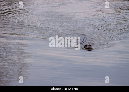 Il coccodrillo americano di nuoto in Louisiana Swamp Foto Stock