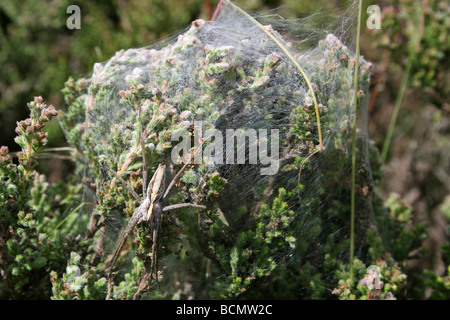 Vivaio femmina-web spider Pisaura mirabilis custodendo il suo Silken tenda del Spiderlings Cannock Chase, England, Regno Unito Foto Stock